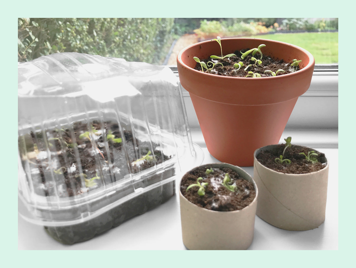 Image shows Bloom Card plantable Wildflower paper seedlings growing in a terracotta pot, re-cycled plastic container and cardboard tubes.
