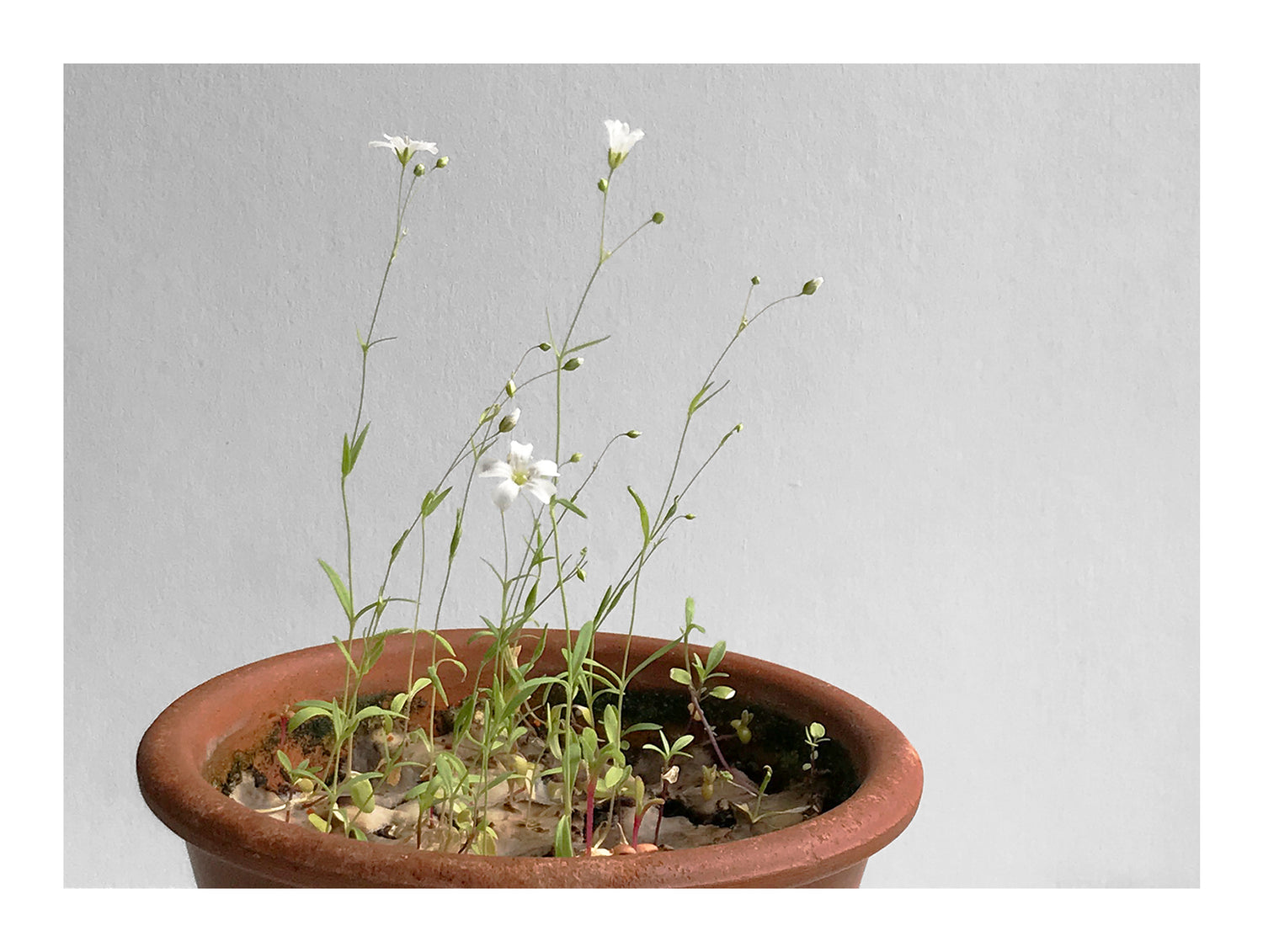 Image shows Wildflowers growing from a Bloom Cards plantable Wildflower seed card that has been planted in a terracotta pot.