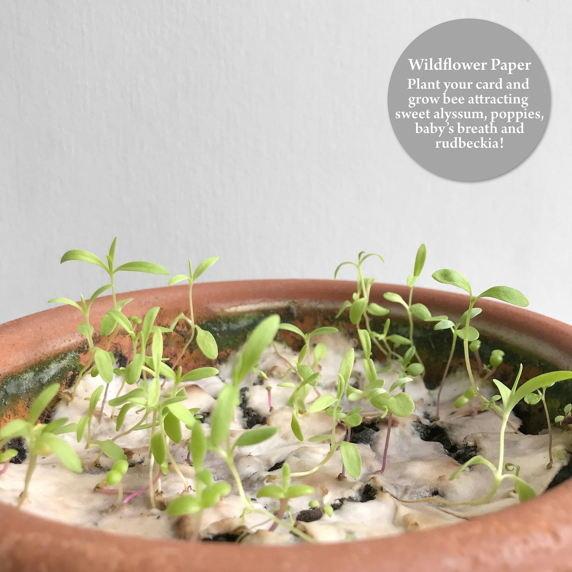 Image shows a Bloom Cards wildflower seed card growing inside a pot. The paper contains a mix of sweet alyssum, poppy, baby's breath and rudbeckia seeds so when your recipient has finished with their card they can plant it and grow bee friendly flowers.